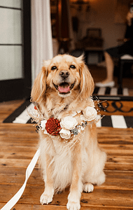 Wags Down The Aisle - PNW Weddings - Pet Service - Seattle Washington - Floral Crown Medium Happy Dog-min