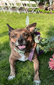 Wags Down The Aisle - PNW Weddings - Pet Service - Seattle Washington - Wedding Small Dog Grass-min