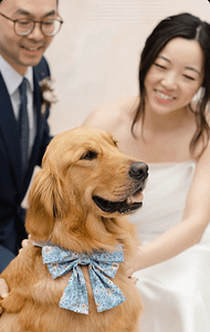 Wags & Garland - PNW Weddings - Pet Service - Oregon Washington - Golden Retriever Blue Bow Tie Bride Groom-min