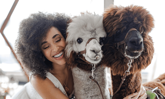 Classy Camelids: Want a unique wedding idea? How about some party animals?