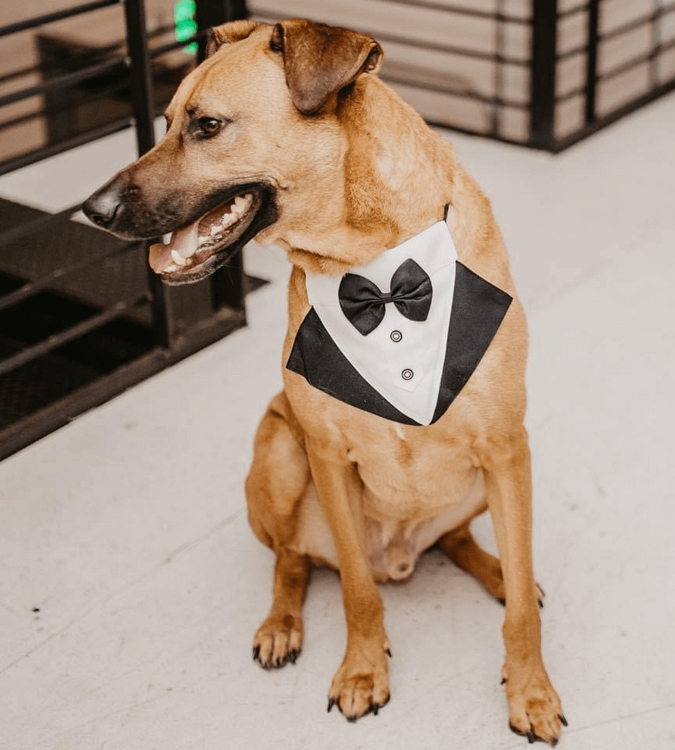 To Wag And To Hold Pet Services PNW Weddings Pet Services Seattle Washington Bowtie Medium Dog Happy-min